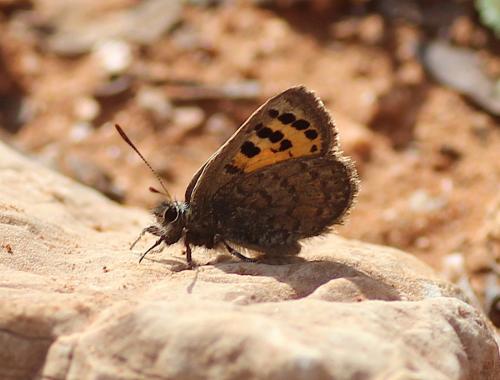 Tomares mauretanicus